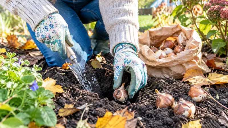 Hände in Gartenhandschuhen setzen mit einer kleinen Pflanzschaufel Tulpenzwiebeln in dunkle Gartenerde