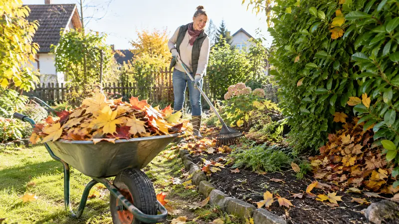 Schubkarre voller buntem Herbstlaub neben einem Gartenbeet, das mit einer Schicht Laub gemulcht ist