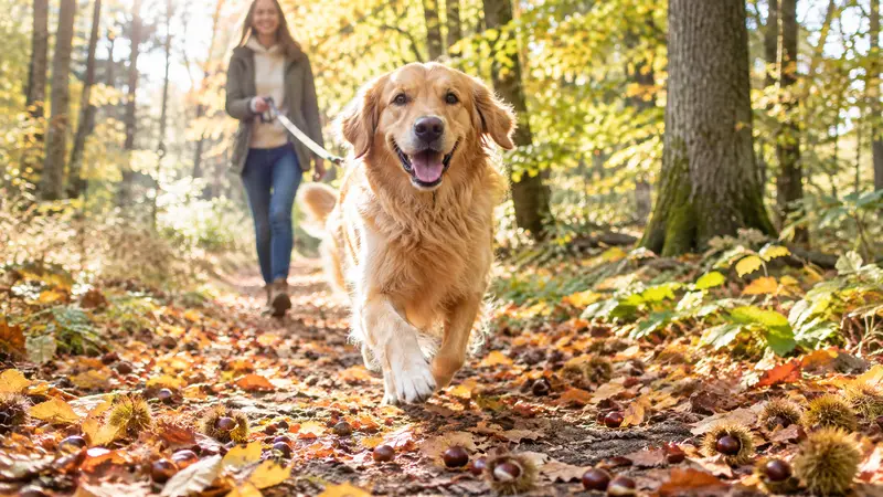Golden Retriever rennt über einen herbstlichen Waldweg mit buntem Laub und Kastanien, im Hintergrund die Halterin mit Leine