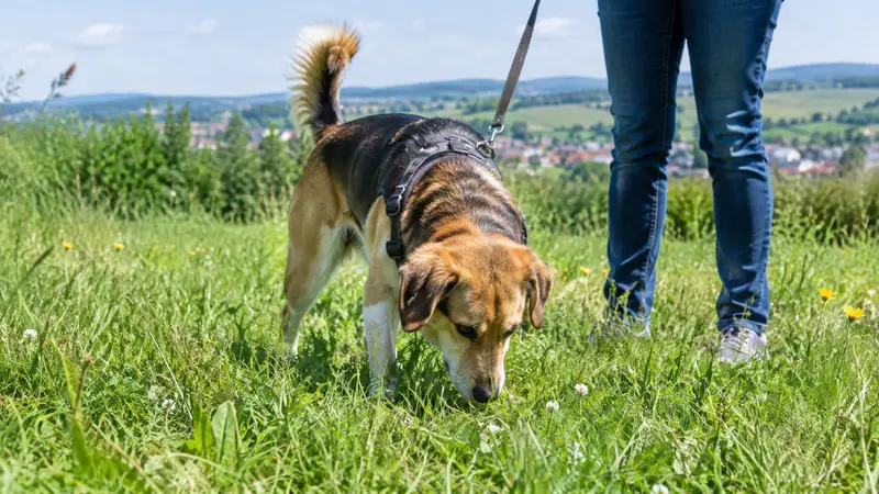Freundlicher Mischlingshund knabbert auf einer sonnigen Wiese an frischen Grashalmen